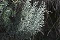 Artemisia maritima - Zeealsem